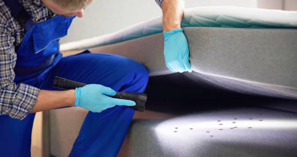 Best Termite Control Services  in Lake City, MN